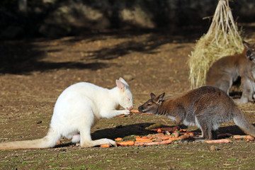 Tête à tête de Wallaby  