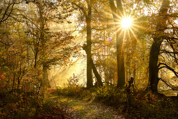 Indian Summer Sonnenstern