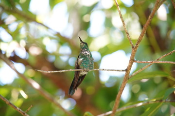Versicolored Emerald Hummingbird
