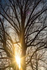 Kahler Baum im Dezember mit Sonne