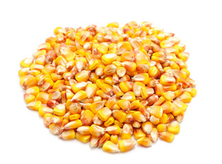 Grain yellow corn.
