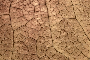 Macro shot of the surface of a maple leaf. Computer processing.