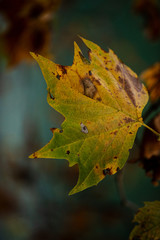 yellow leaf in autumn