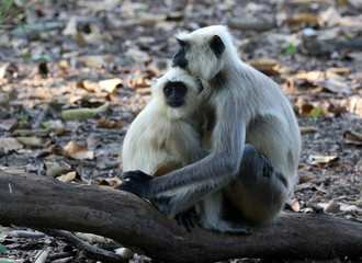 kanha langurs