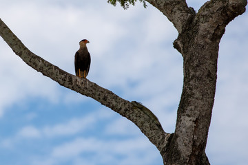 Zwei Leguane und ein Karakara in ca. 15 m Höhe auf einem Baum