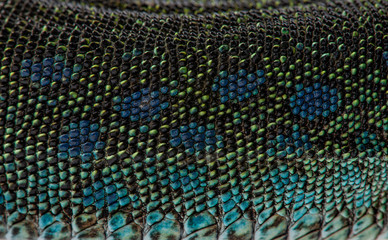 Fototapeta premium ocellated lizard or jewelled lizard - Timon lepidus or Lacerta lepidus
