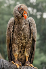 California condor, a significant bird to many California Native American groups. Trained birds