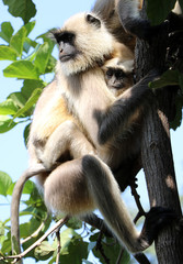 Fototapeta premium bandhavgarh langurs