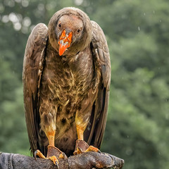 California condor, a significant bird to many California Native American groups, is on the trainer's arm. Trained birds. Vertical portrait