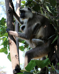 bandhavgarh langurs