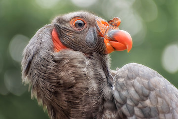 California condor, a significant bird to many California Native American groups. Portrait profile