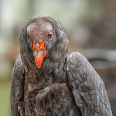 California condor, a significant bird to many California Native American groups, the North America's largest bird. Close up