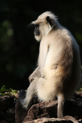 bandhavgarh langurs