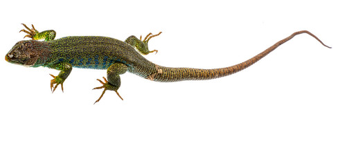 ocellated lizard or jewelled lizard  - Timon lepidus or Lacerta lepidus in the detail