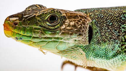 ocellated lizard or jewelled lizard  - Timon lepidus or Lacerta lepidus in the detail