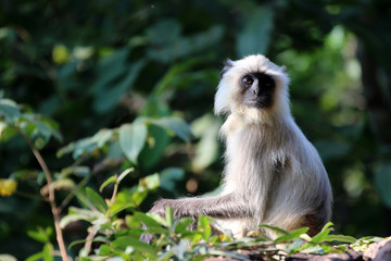 bandhavgarh langurs