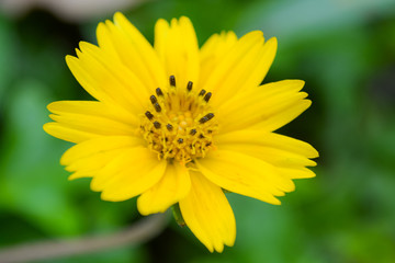 Macro flower colorful in graden and beautiful sunlight