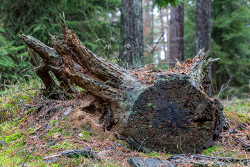 Fototapeta premium Old decayed coniferous trunk. Rotten wood in a coniferous forest.
