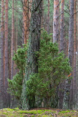 Juniper shrub growing between pine trees. Coniferous shrub in Central Europe.