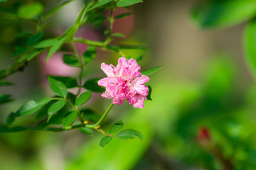 Macro flower colorful in graden and beautiful sunlight