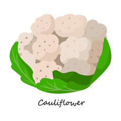 Cauliflower vector icon.Cartoon vector icon isolated on white background cauliflower.