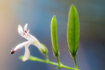 Macro flower colorful in graden and beautiful sunlight