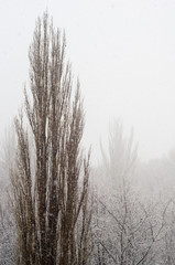 Winter urban frosty landscape - snow covered trees on foggy background
