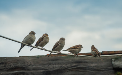 A lot of small birds sparrows sitting on wire under beautiful blue sky with clouds. Sparrow sitting on a cable. Bird photo with a bokeh background