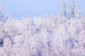 Winter urban frosty landscape - snow covered trees on foggy background