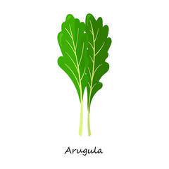 Arugula vector icon.Cartoon vector icon isolated on white background arugula.