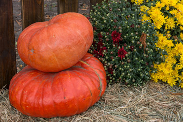 pumpkins on wooden table - 308312154