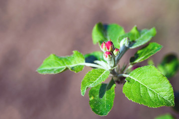 Pink delicate flowers of apple trees. Warm spring sunny day. The beginning of a new life.