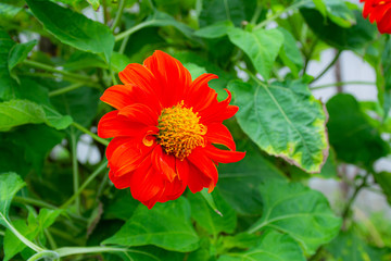 Macro flower colorful in graden and beautiful sunlight