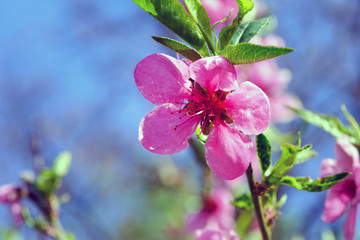 Pink delicate flowers of apple trees on a background of blue sky. Warm spring sunny day. The beginning of a new life.