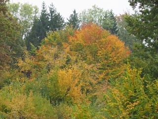 Blätterfall - bunte Waldbäume im Herbst	