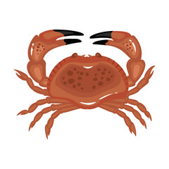 Sea crab vector icon.Cartoon vector icon isolated on white background sea crab .