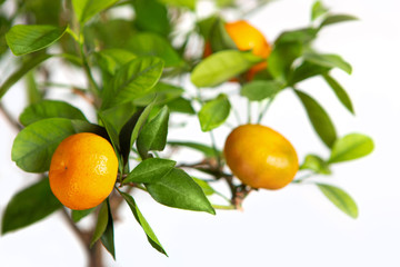 Tangerines on a branch, white isolated background. Copy space. Citrus fruits growing on a tree.