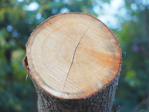 Kettens&auml;ge - gerodeter Eschenbaum liegt im Wald