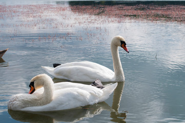Naklejka na ściany i meble white swans on an autumn lake on a sunny day
