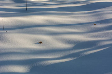 Shadow of a tree in the snow on a winter day - 308313141