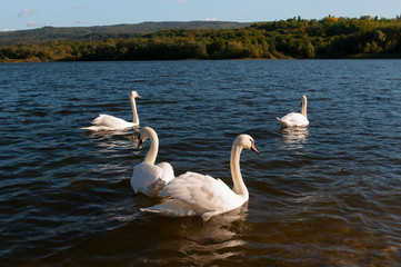 white swans on an autumn lake on a sunny day