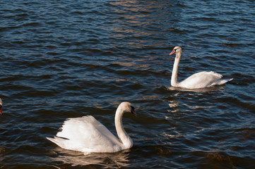 white swans on an autumn lake on a sunny day