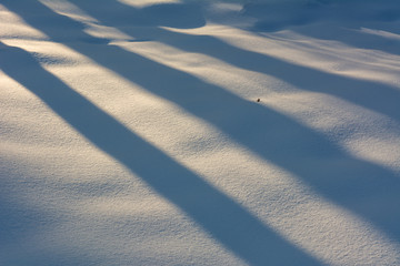 Shadow of a tree in the snow on a winter day - 308313315