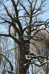 tree in winter - 308313323