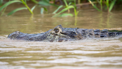 Kopf eines Kaimans in der Seitenansicht in einem schlammigen Fluss im brasilianischen Pantanal