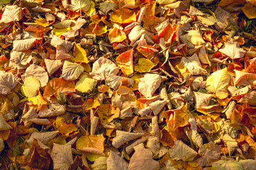 Autumn. Multicolored maple leaves lie on the grass.