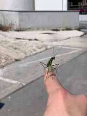 praying mantis on black background