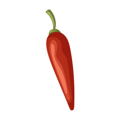 Spicy pepper vector icon.Cartoon vector icon isolated on white background spicy pepper .