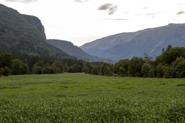 Obraz premium green grass and mountains