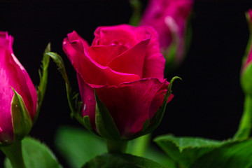 Perfect rose colorful on black background